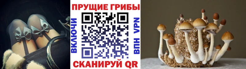 Псилоцибиновые грибы мухоморы даркнет какой сайт Верхняя Пышма